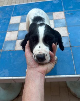 Cuccioli di Springer spainel