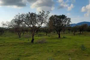 Terreno edificabile 1 ha