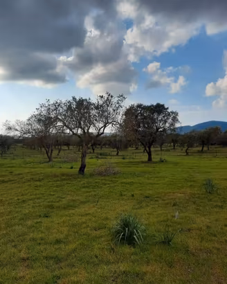 Terreno edificabile 1 ha