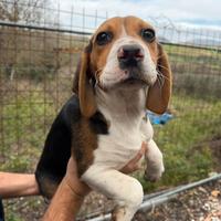 Cicciolo maschio di beagle