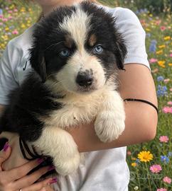 Cuccioli di Pastore Australiano