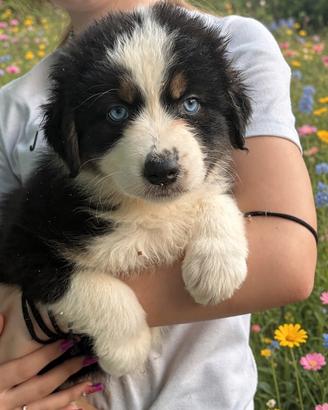 Cuccioli di Pastore Australiano