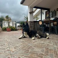 Stallone Akita americano disponibile per monta