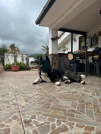 Stallone Akita americano disponibile per monta