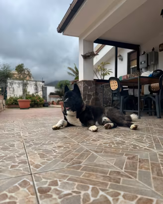 Stallone Akita americano disponibile per monta
