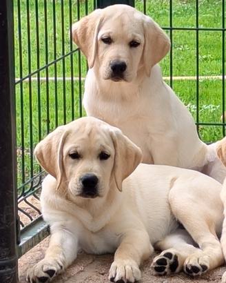 Cucciole Labrador gialle da allevamento