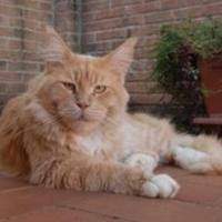 Maine Coon per accoppiamento-monta