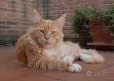 Maine Coon per accoppiamento-monta