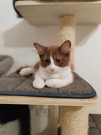 Munchkin a zampe lunghe