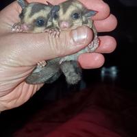 Petauri dello zucchero