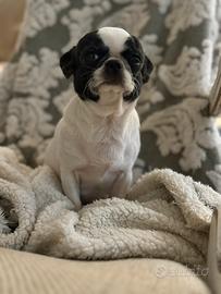 Chihuahua pelo corto femmina adulta