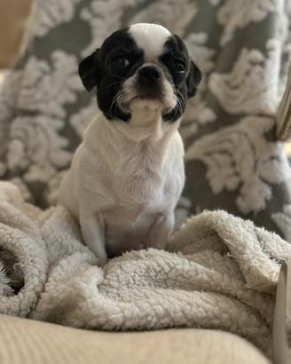 Chihuahua pelo corto femmina adulta