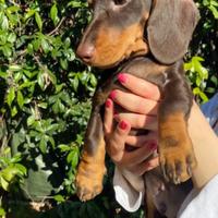 Cucciolo bassotto nano