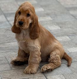 CUCCIOLA DI COCKER SPANIEL INGLESE FULVA 