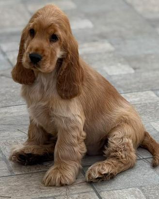 CUCCIOLA DI COCKER SPANIEL INGLESE FULVA 