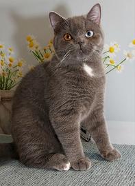 Scottish Straight impari