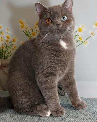 Scottish Straight impari