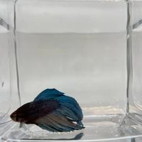 Betta splendens