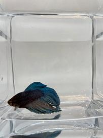 Betta splendens