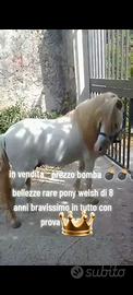 Pony welsh