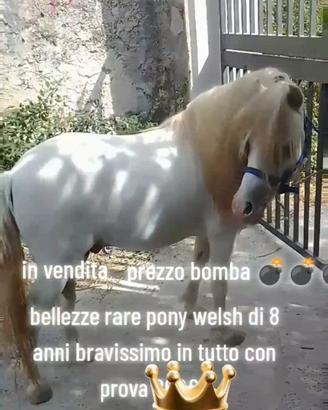 Pony welsh