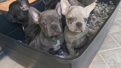 Ultimi cuccioli bulldog francese varie colorazioni
