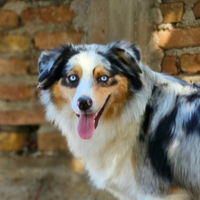 Pastore Australiano Femmina per accoppiamento