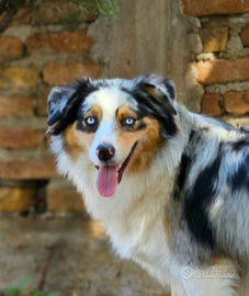 Pastore Australiano Femmina per accoppiamento