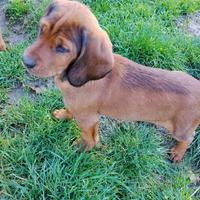 Cuccioli dachsbrake da cinghiale