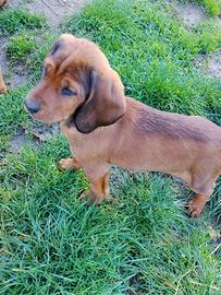 Cuccioli dachsbrake da cinghiale
