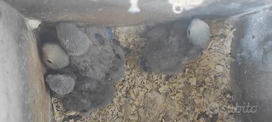 Pulli di inseparabili