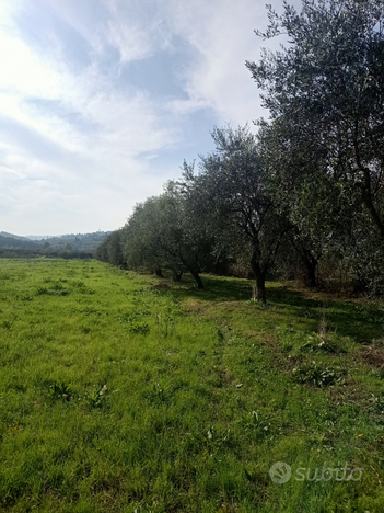 Terreno agricolo con olivi