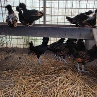 Galline padovane, Brahma e Sebright