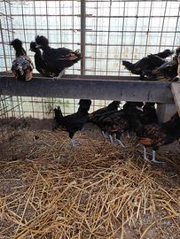 Galline padovane, Brahma e Sebright