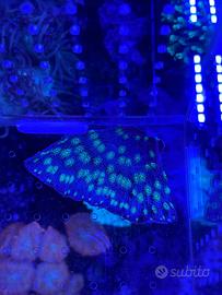 Corallo echinopora lamellosa