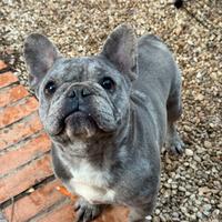 Bulldog francese esotico