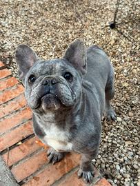 Bulldog francese esotico