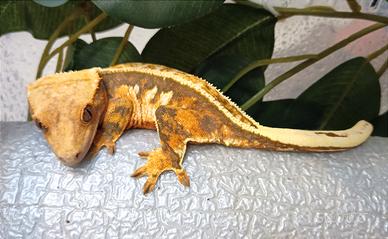 Geco Ciliatus femmina proven Tricolor