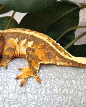 Geco Ciliatus femmina proven Tricolor