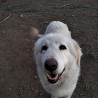 Cane per cucciolata con pedegree