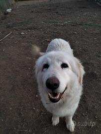 Cane per cucciolata con pedegree