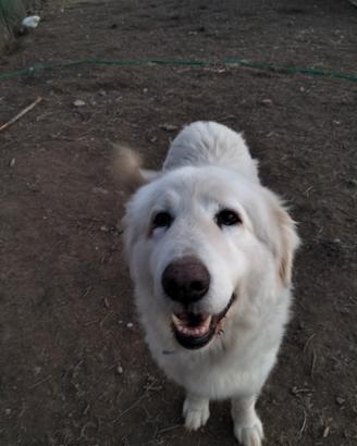 Cane per cucciolata con pedegree