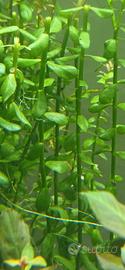 Potatura pianta acquario