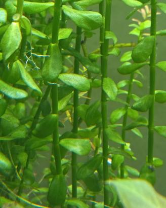 Potatura pianta acquario