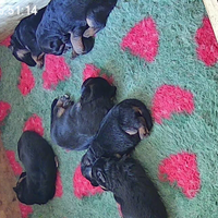 Cuccioli di pastore tedesco puri