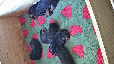 Cuccioli di pastore tedesco puri