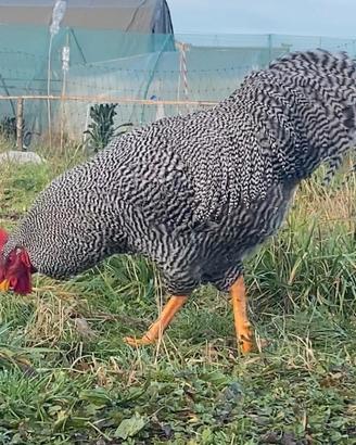 Gallo di razza