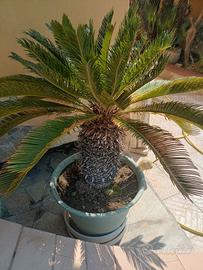 Cycas