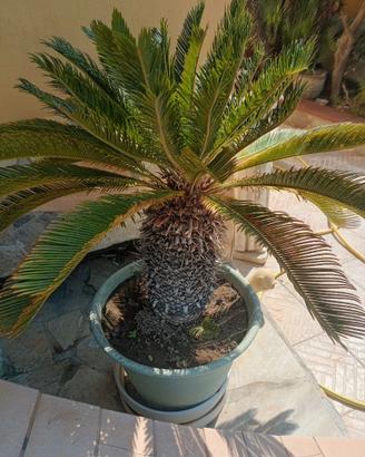 Cycas