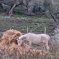 Cavalla anziana munita di documenti